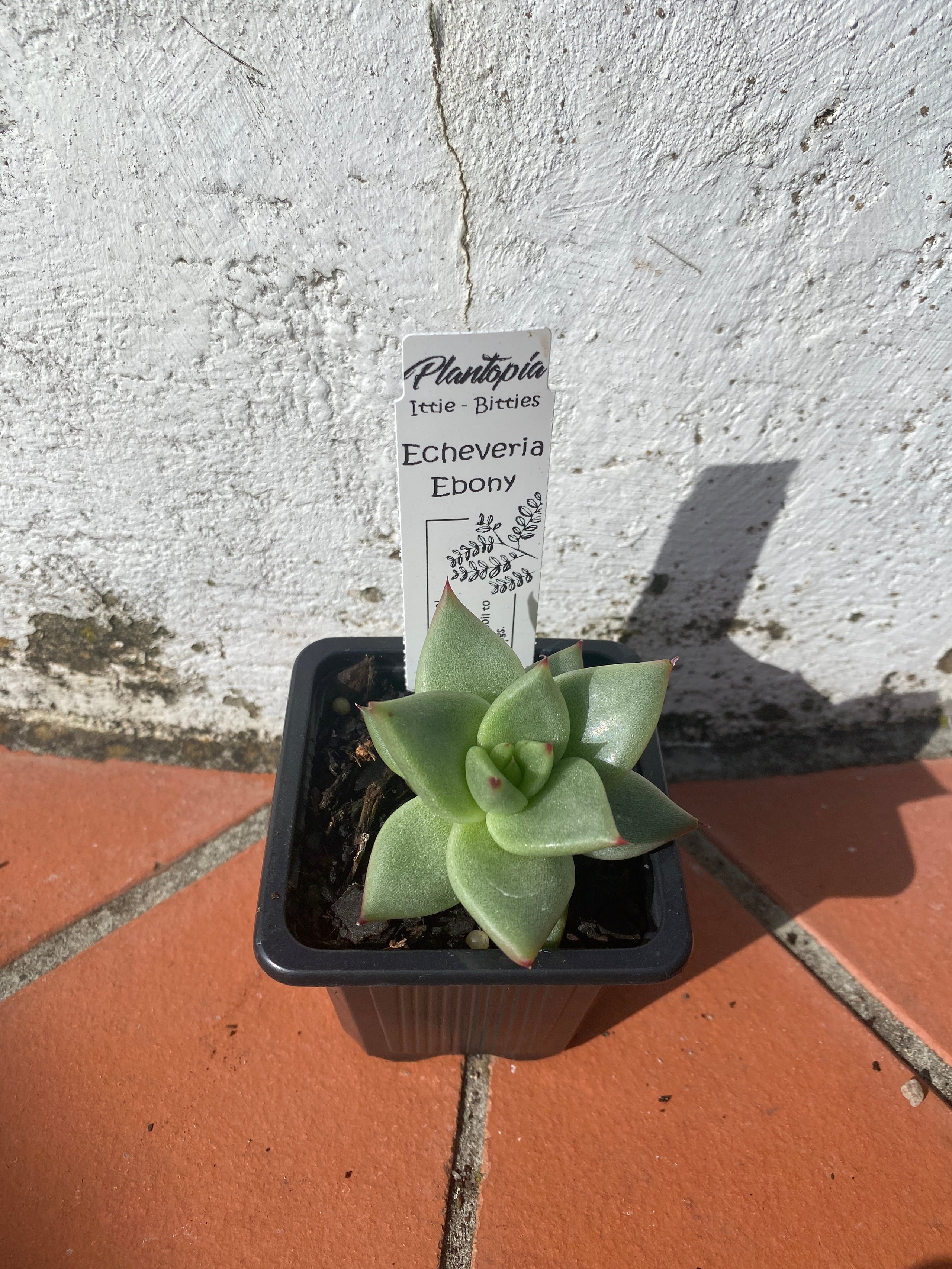 Echeveria Ebony Pete S Perfect Plants