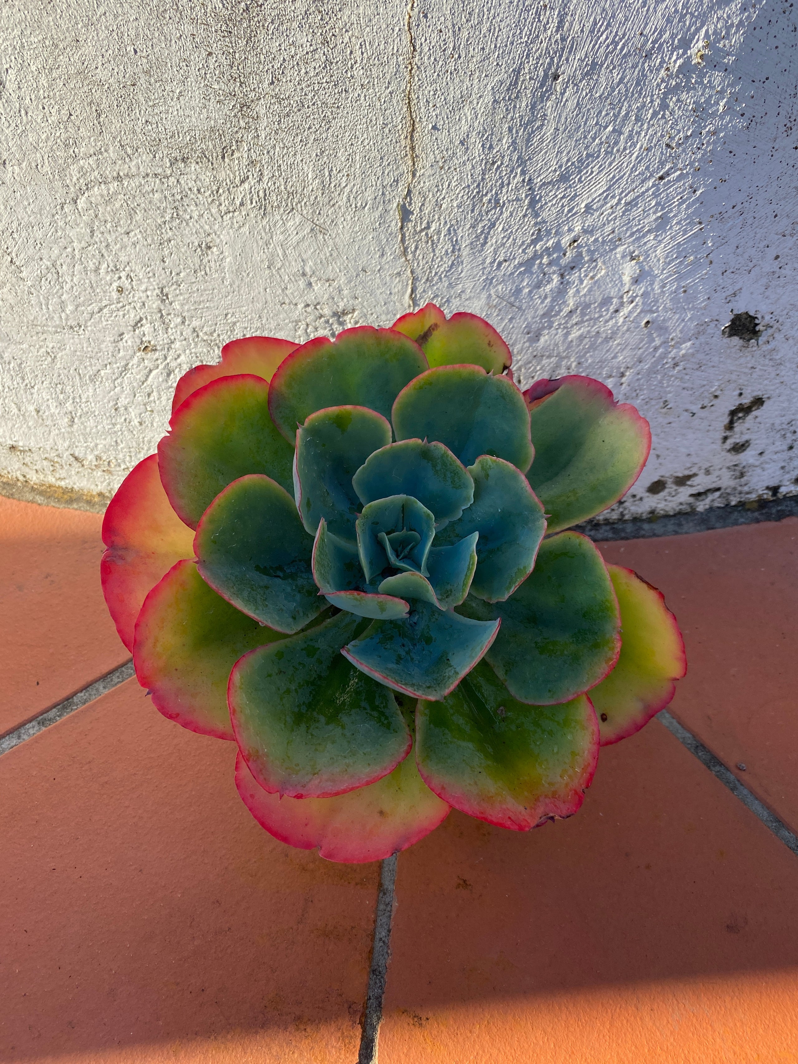 Echeveria Capri Pete S Perfect Plants