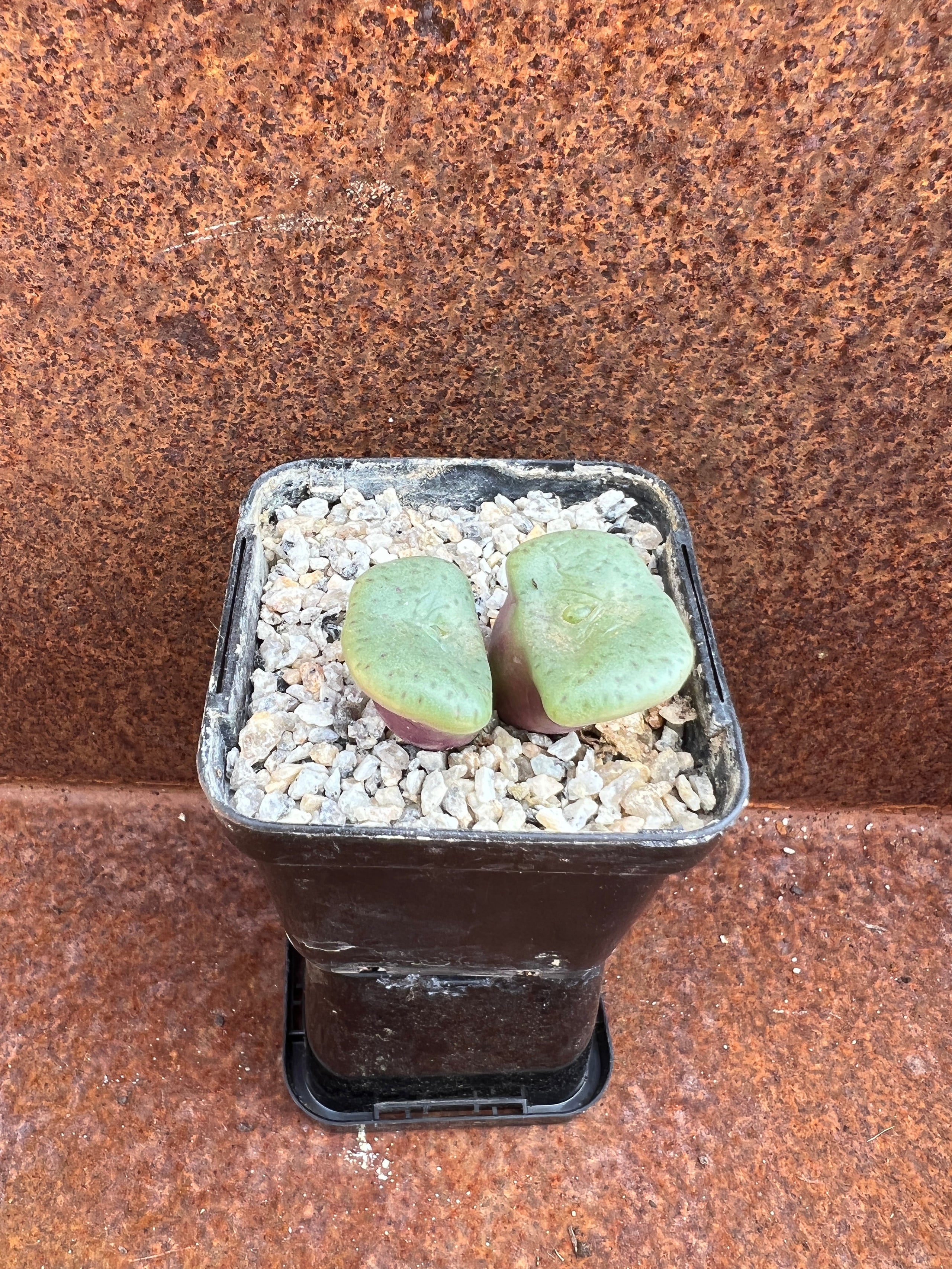 conophytum obcordellum | Pete's Perfect Plants