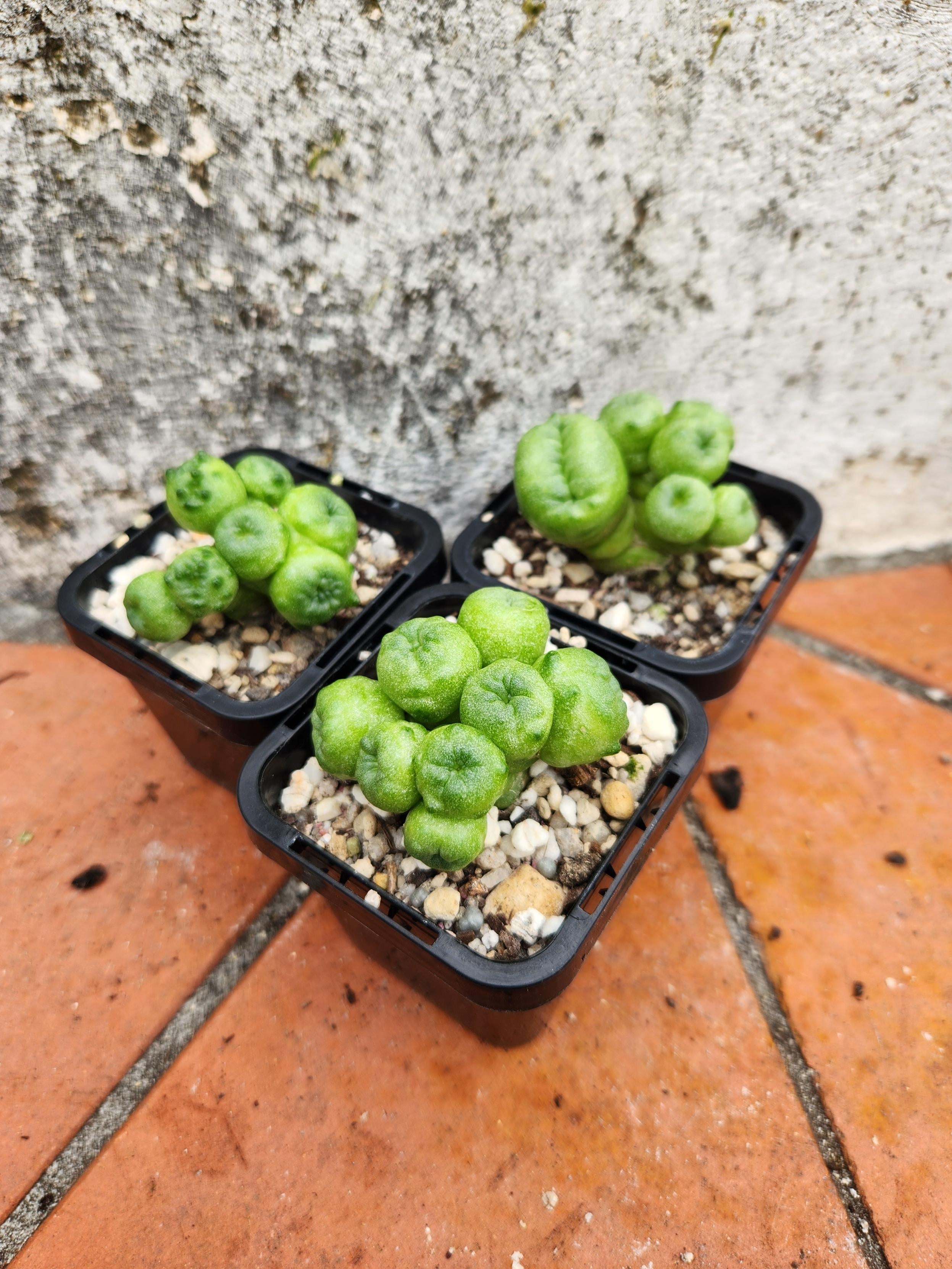 Mammillaria Bocasana C v Fred Pete s Perfect Plants mammillaria-bocasana-c-v-fred-pete-s-perfect-plants