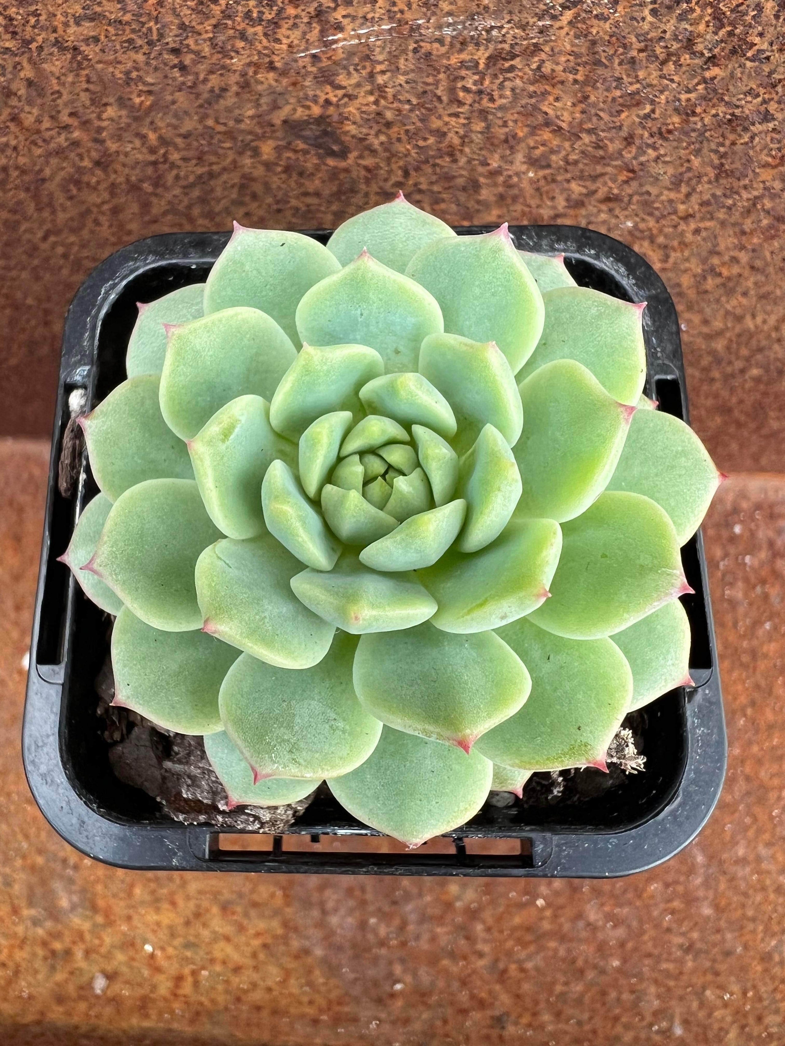 Echeveria Panda Face | Pete's Perfect Plants