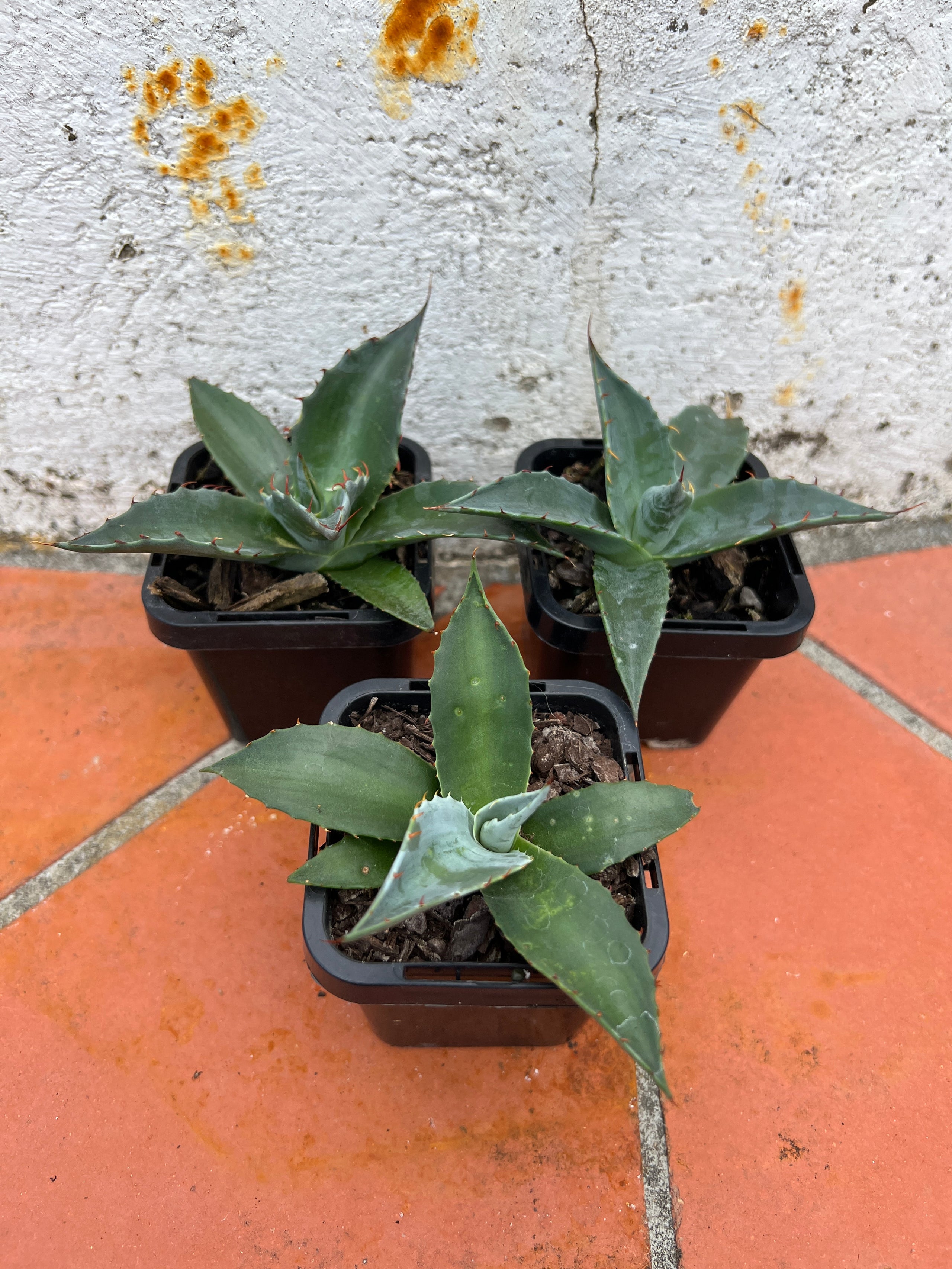 Agave parrasana 'Cabbage Head Agave' | Pete's Perfect Plants