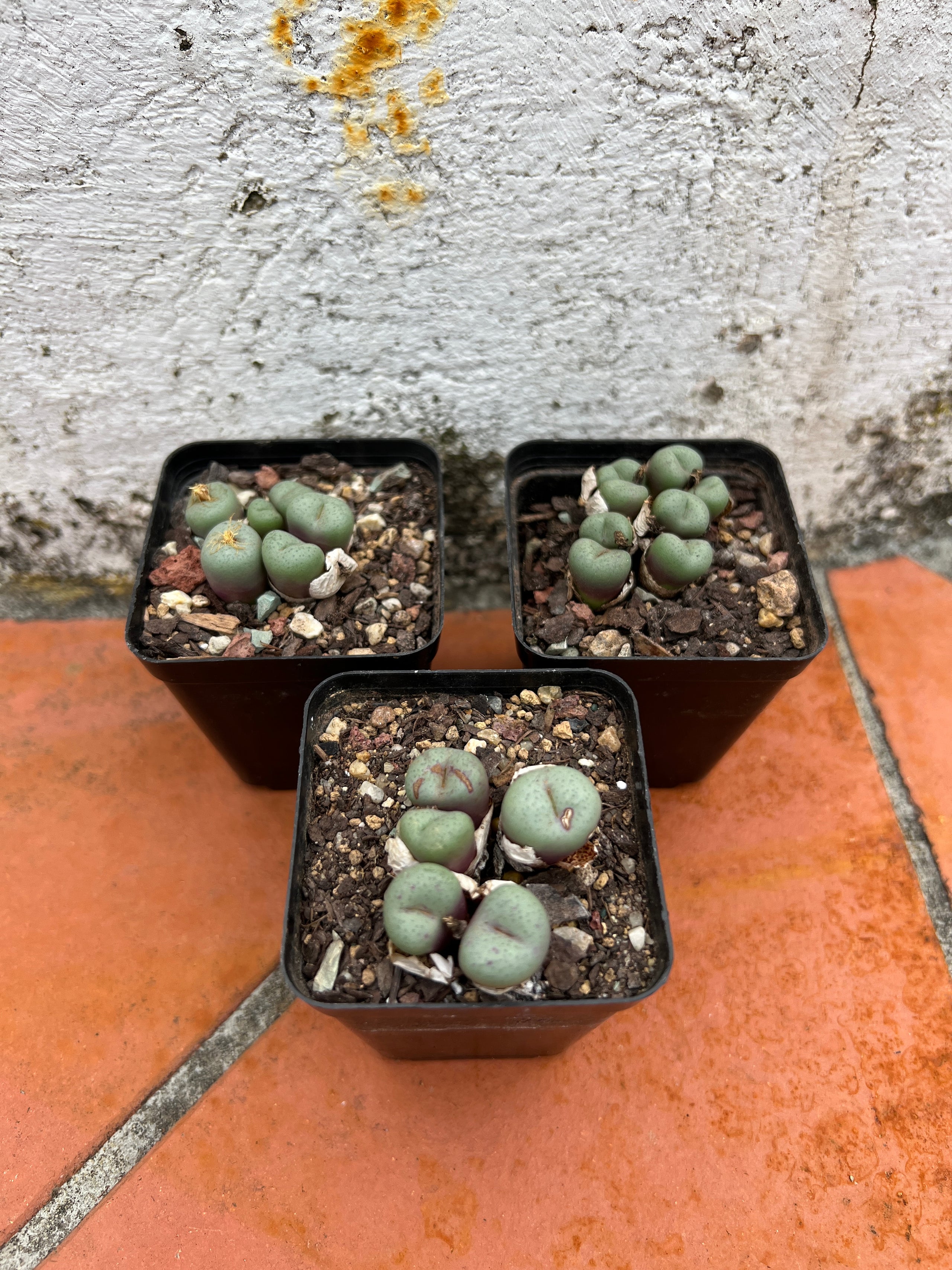 Conophytum sp. Purple Flowers Pete's Perfect Plants