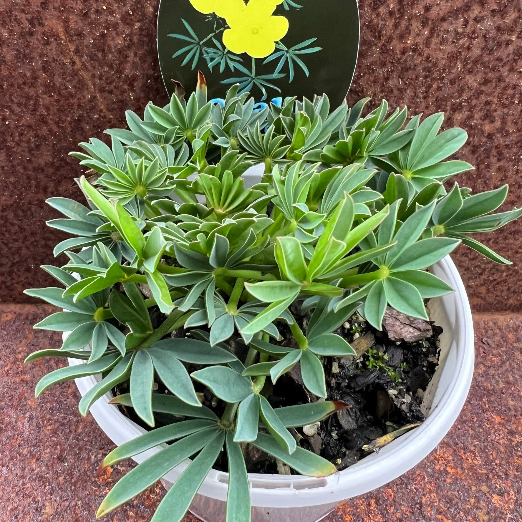 Oxalis flava yellow pete s perfect plants