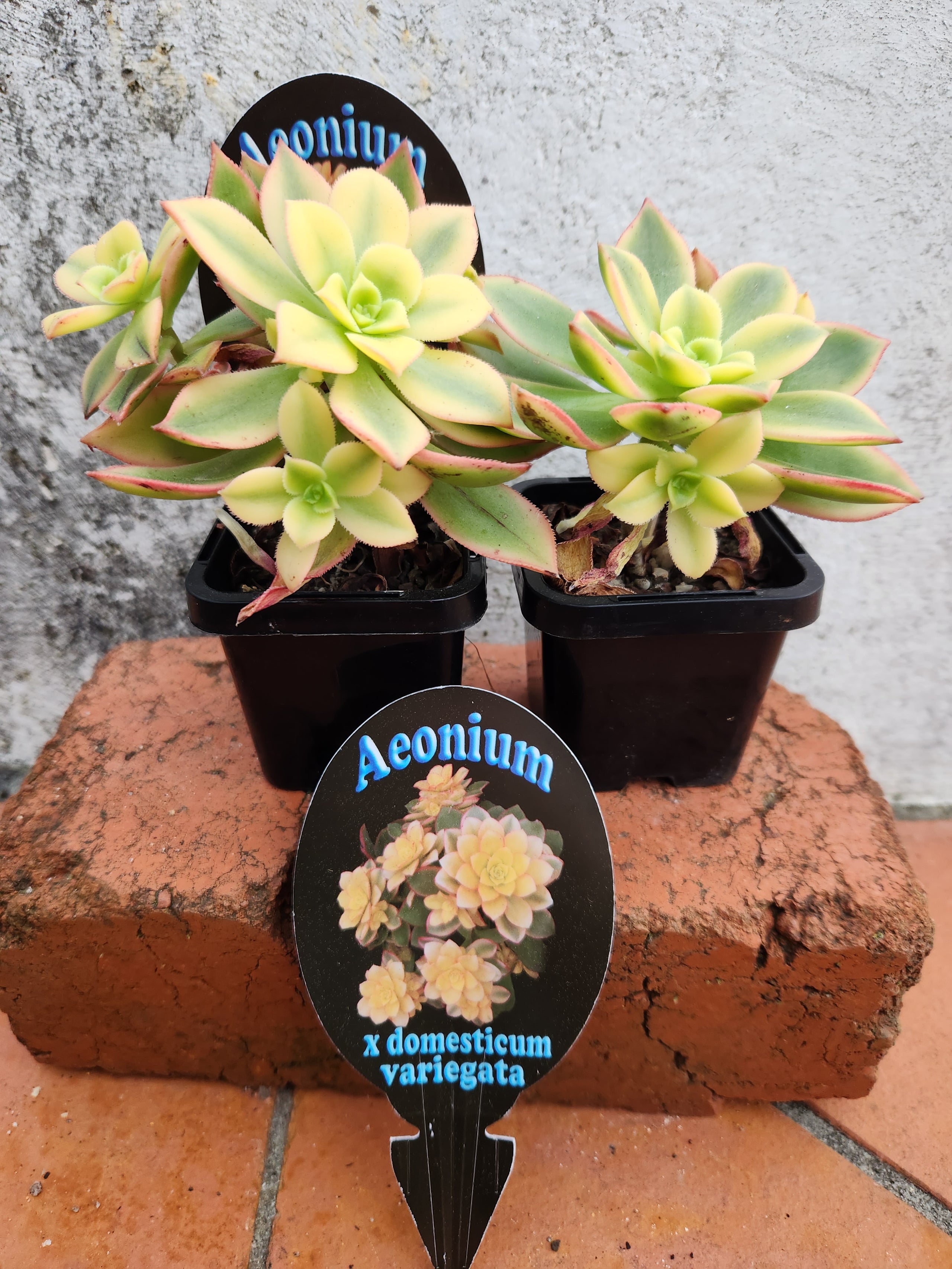 Aeonium x domesticum variegata | Pete's Perfect Plants