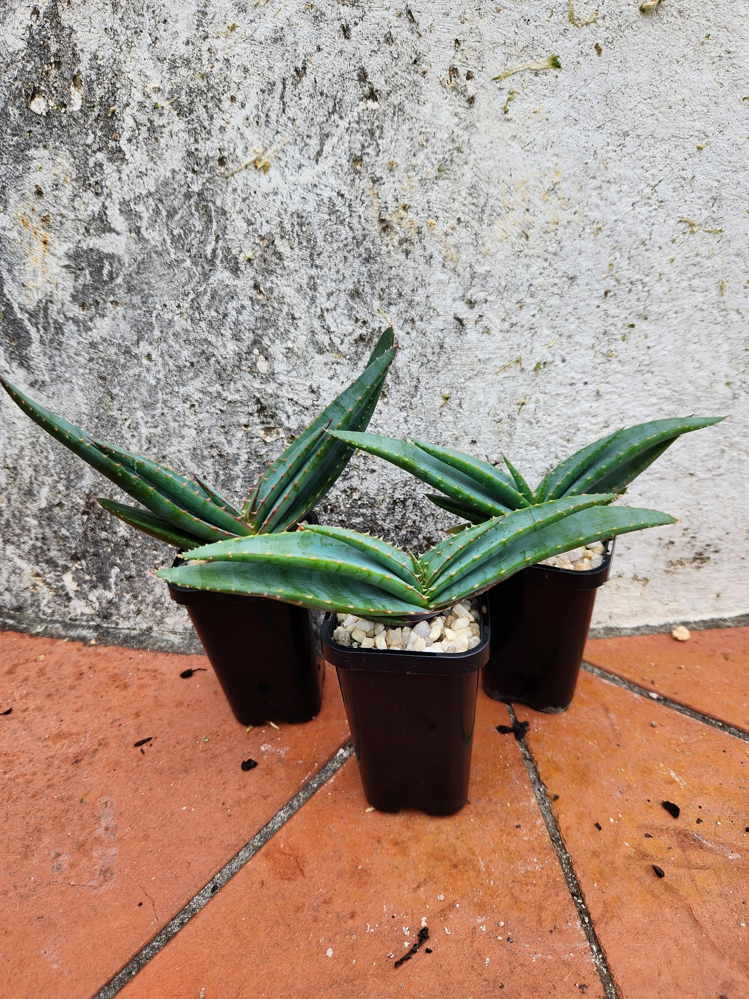 Aloe Suprafoliata (Book Aloe) | Pete's Perfect Plants