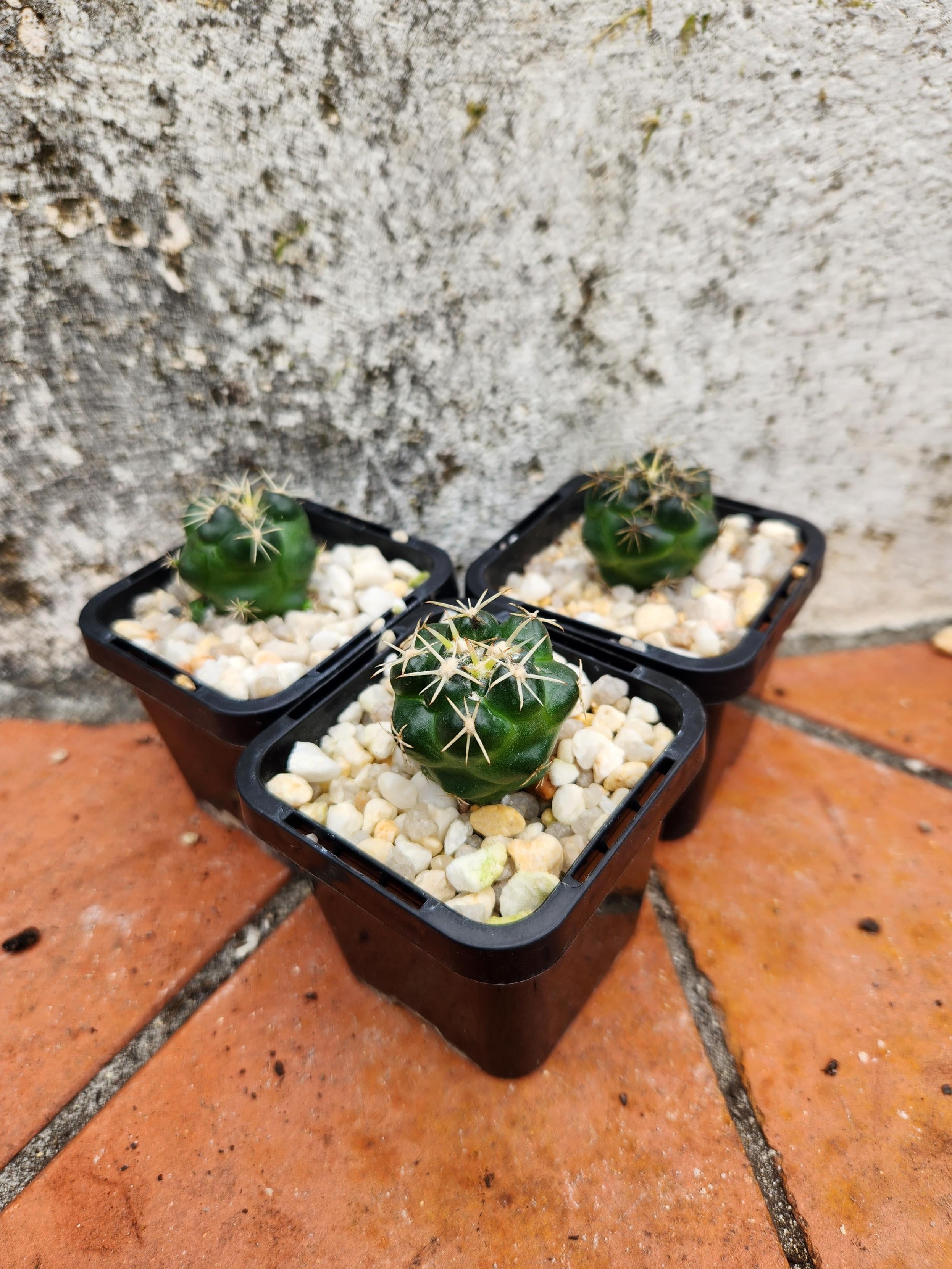 Coryphantha elephantides | Pete's Perfect Plants