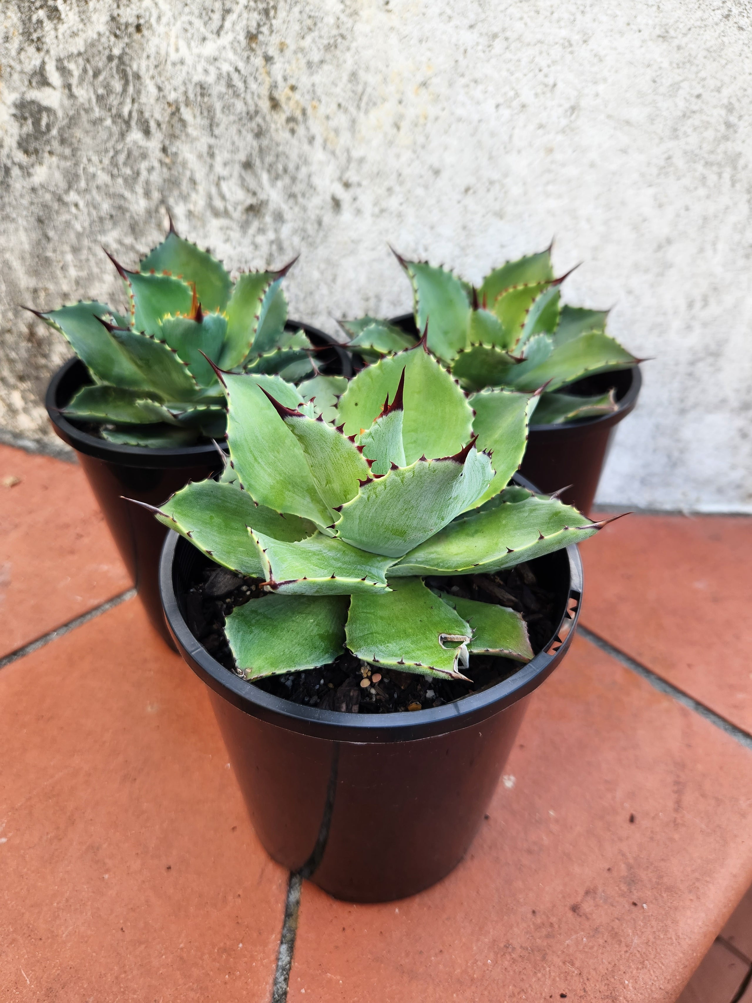 Agave ovatifolia 'Whale's Tongue Agave' | Pete's Perfect Plants