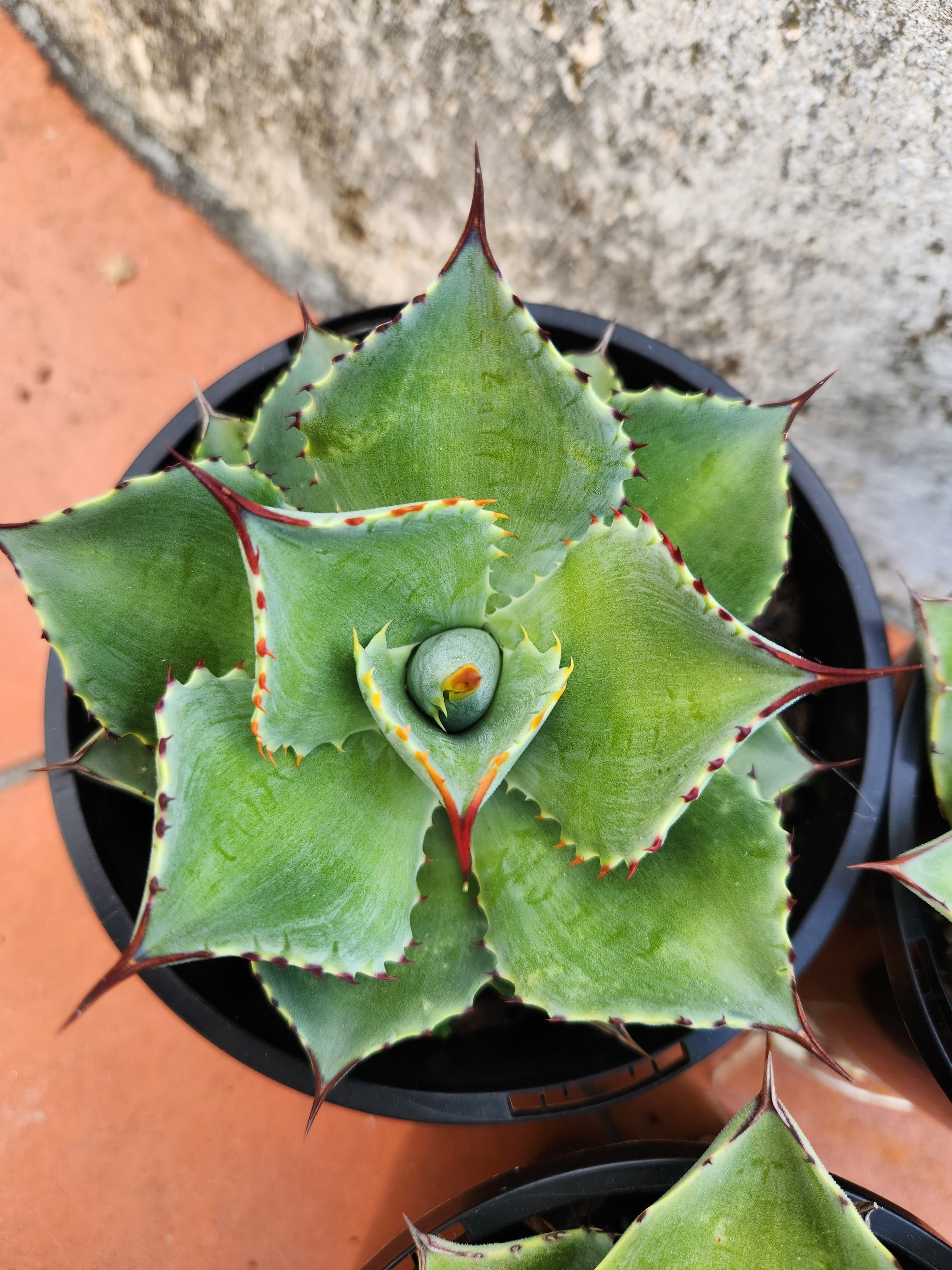 Agave ovatifolia 'Whale's Tongue Agave' | Pete's Perfect Plants