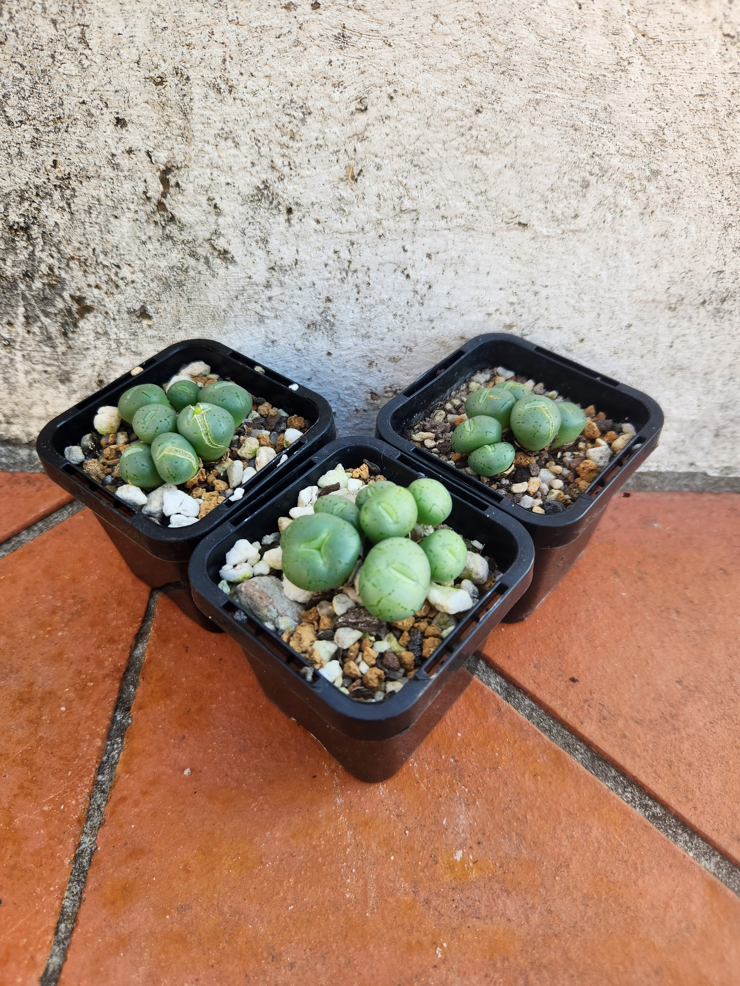 Conophytum flavum ornatum | Pete's Perfect Plants