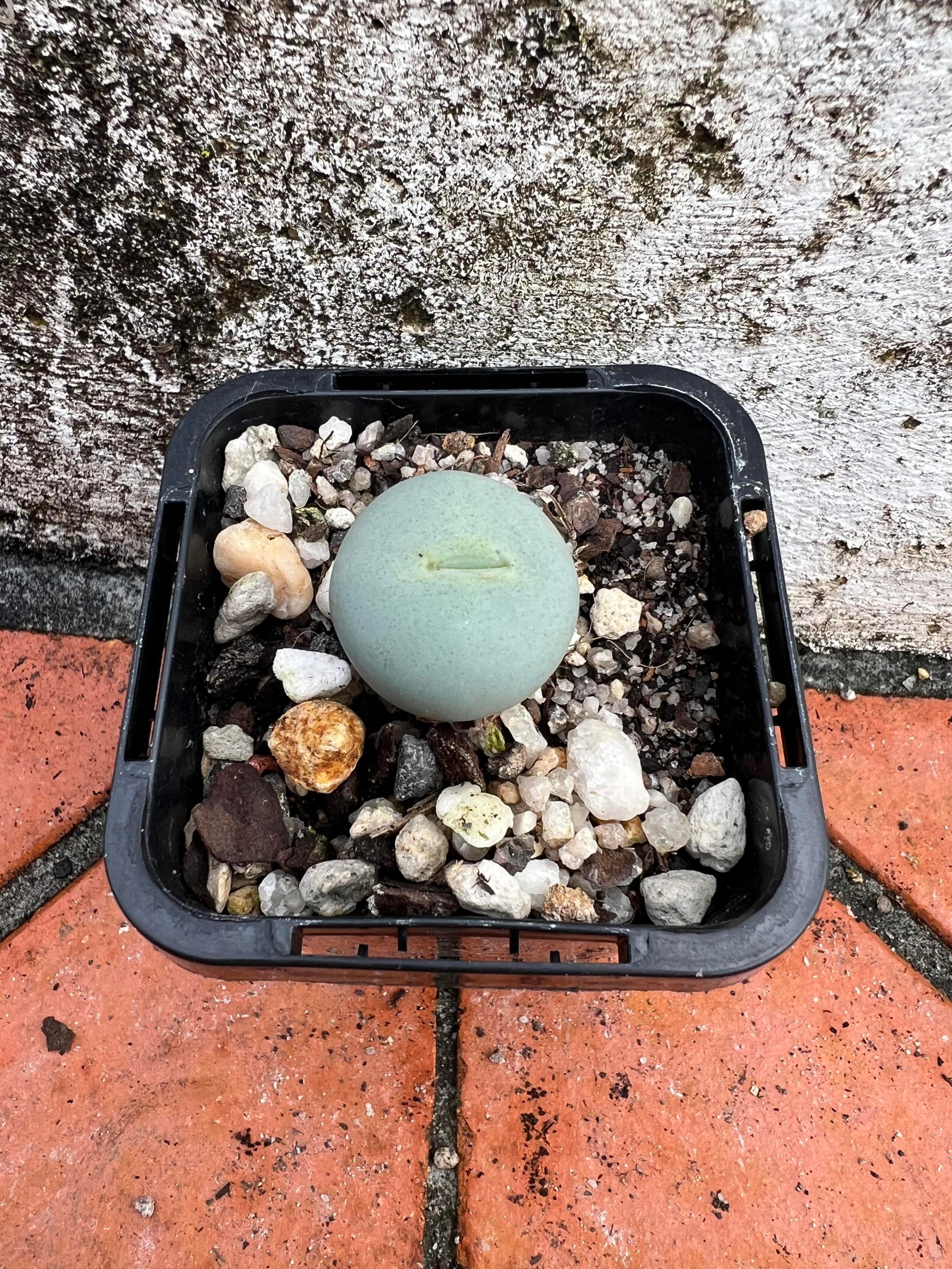 Conophytum calculus | Pete's Perfect Plants